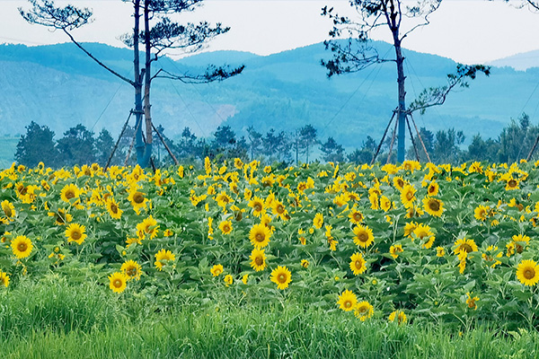 沈阳墓地