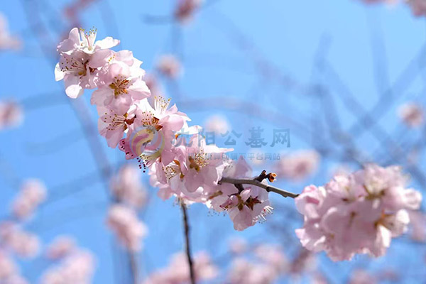 沈阳墓园大概多少钱？墓园价格区间与影响因素！